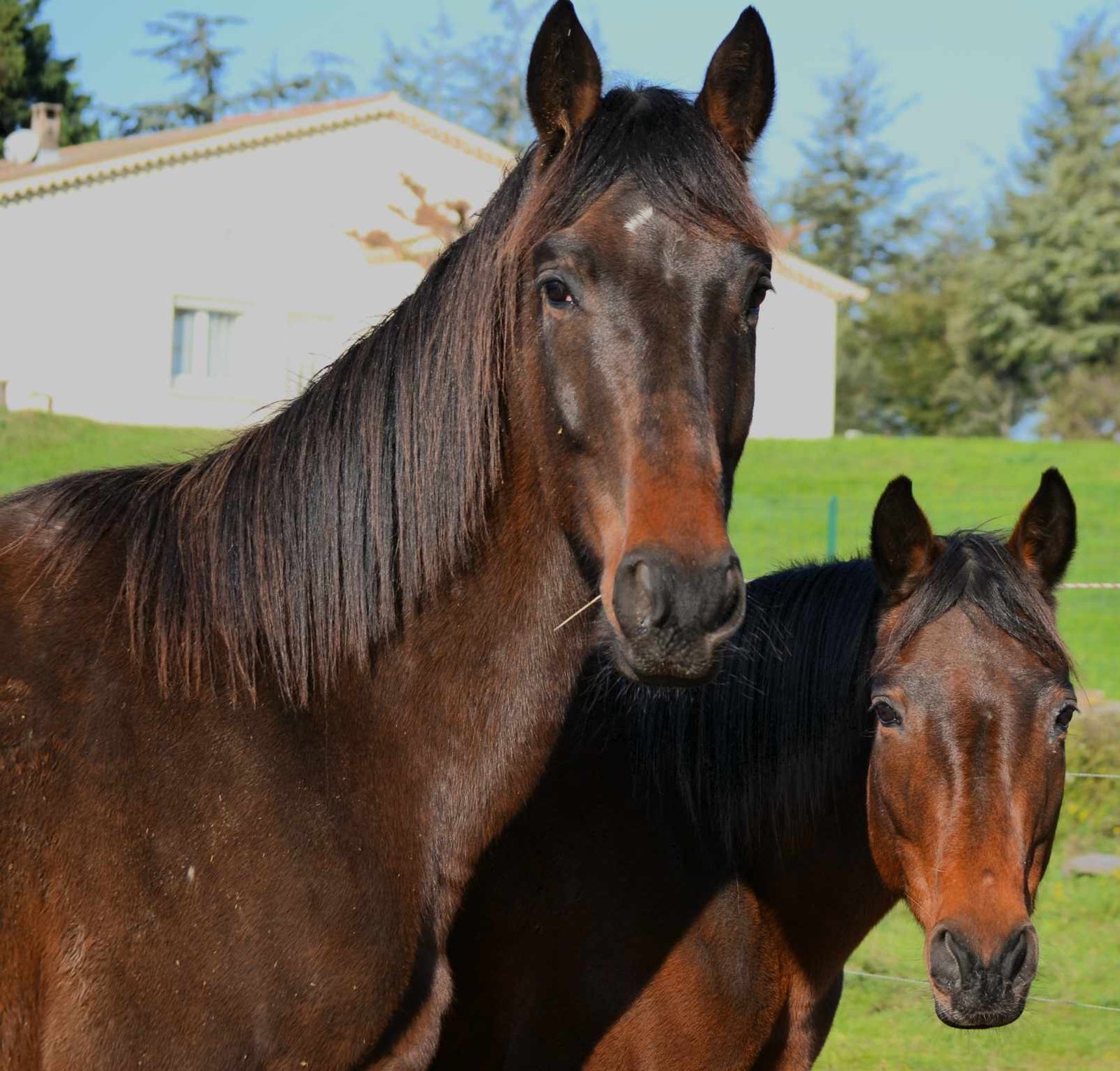 Léa-temoignage-domaine-équestre-du-somaret